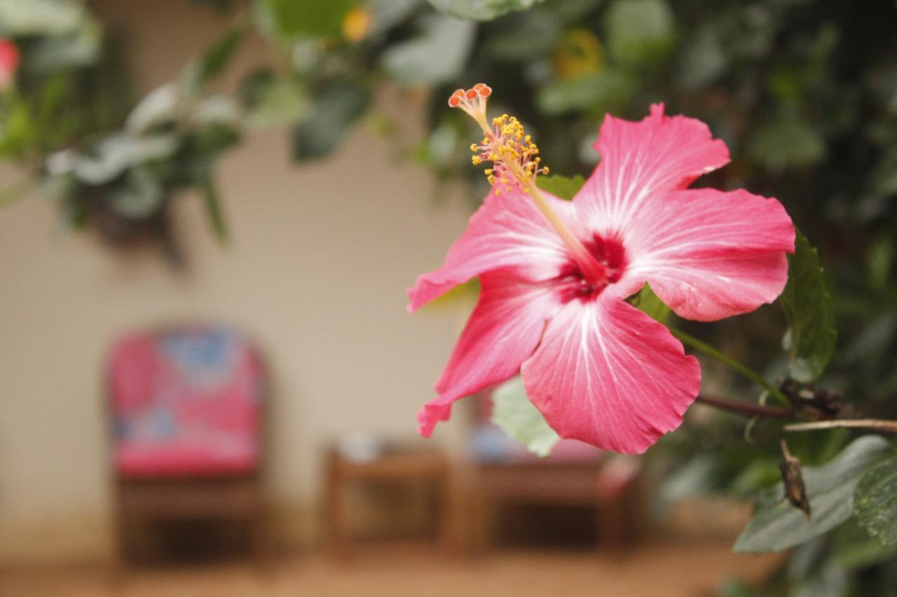 Vida Tropical Bed and Breakfast Alajuela Esterno foto